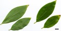 SpeciesSub: var. salicifolia